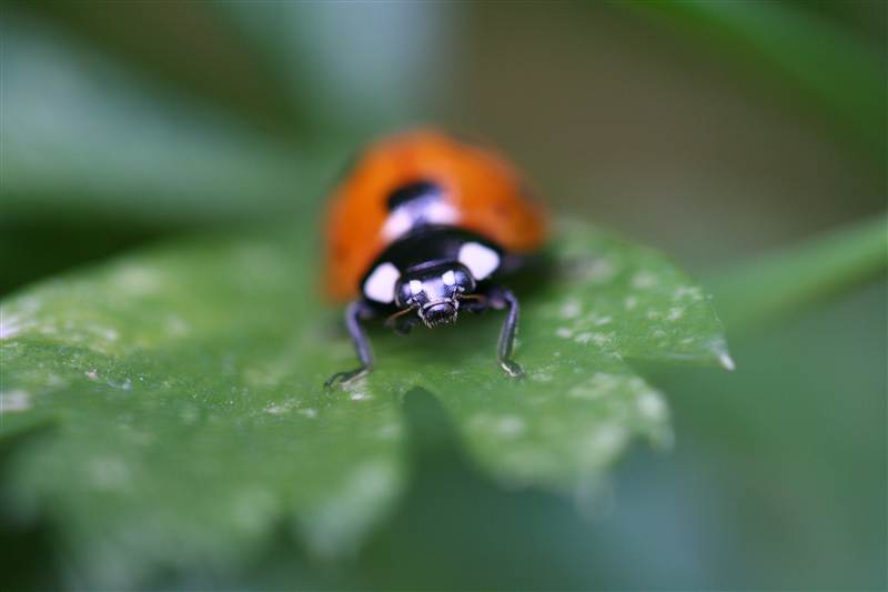 coccinelle_3.jpg