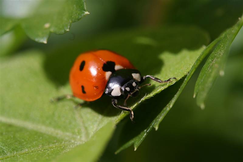 coccinelle_4.jpg