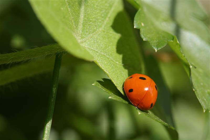 coccinelle_6.jpg