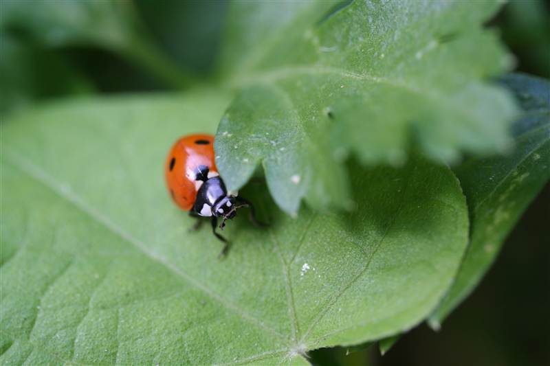 coccinelle_7.jpg