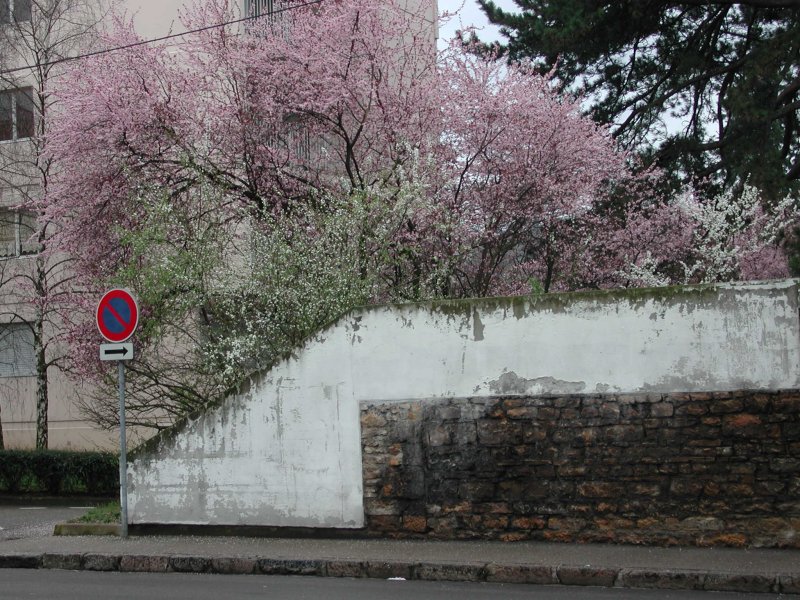 mur_et_fleurs.jpg