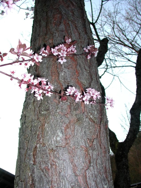 prunus01.jpg