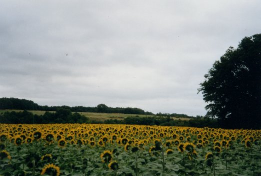 tournesols01.jpg